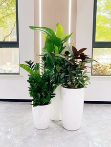 海曙花卉租摆方案，给空间增添缤纷色彩